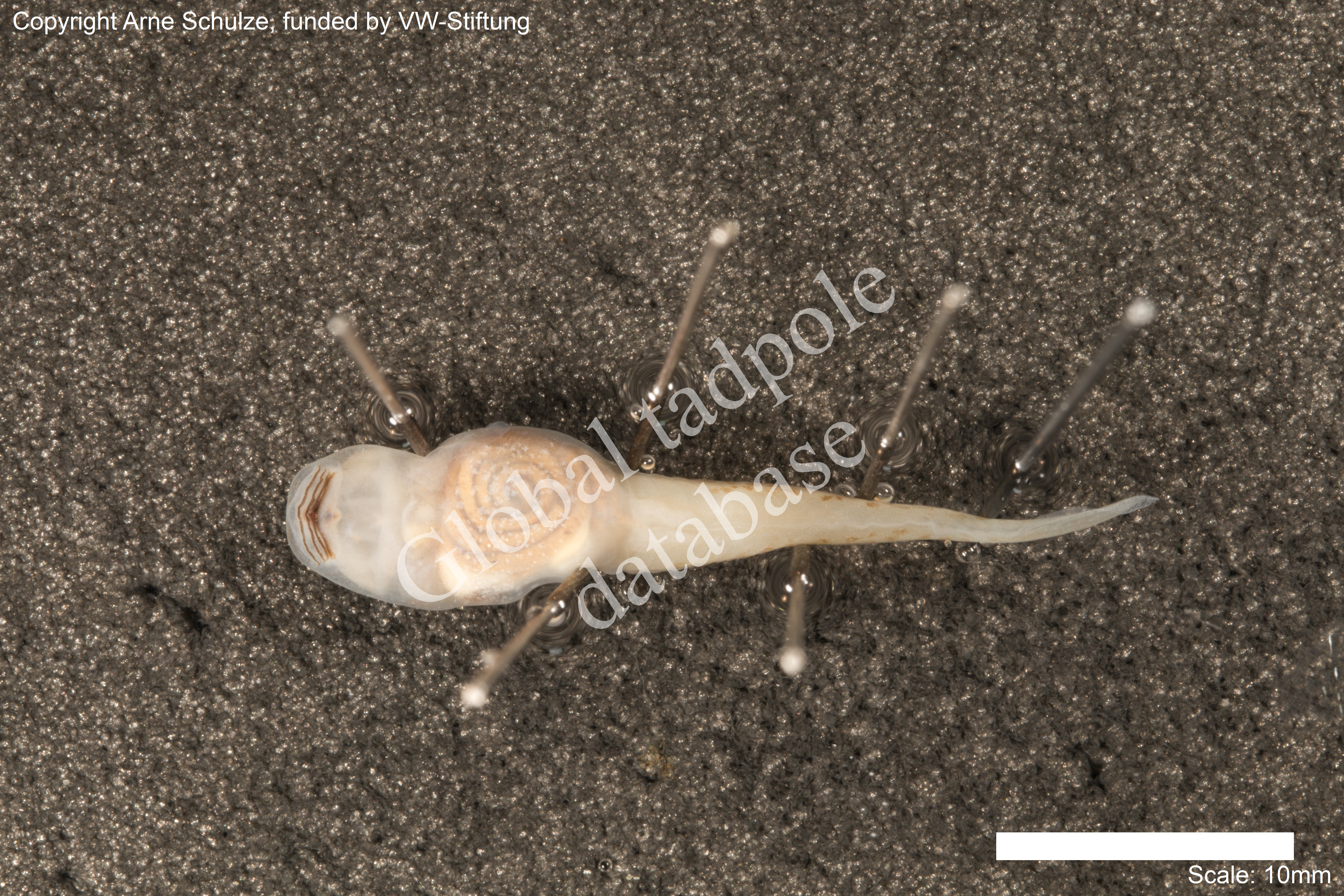 Sorry, no picture available